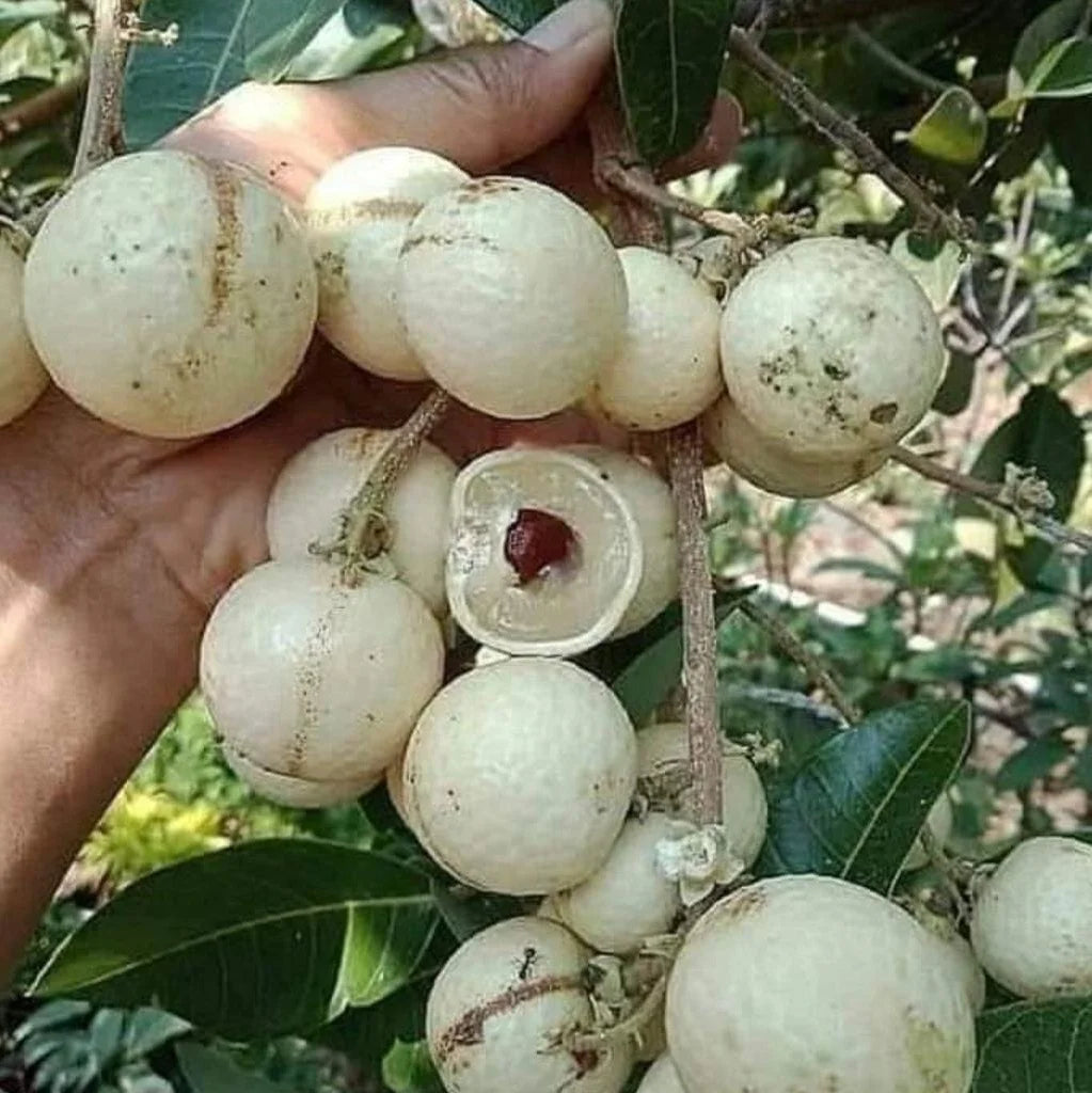 White Longan Fruit Plants For Home & Gardening
