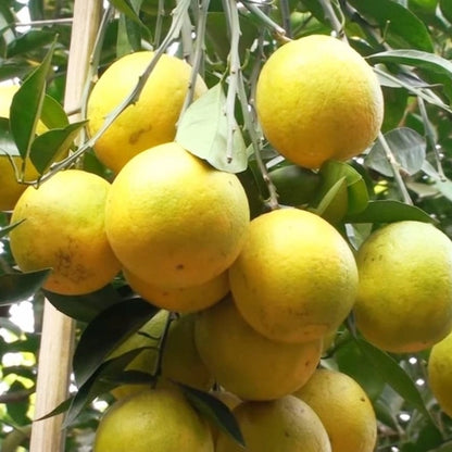 Yellow Malta fruit plants