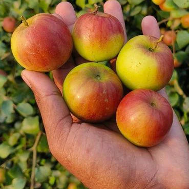 Boll Sundari Apple Ber Fruit Plants For Home & Gardening