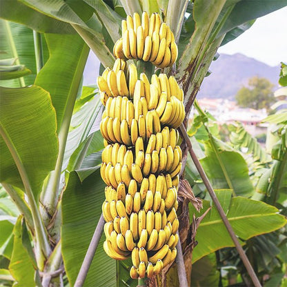G9 banana fruit plants