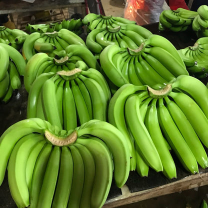 G9 banana fruit plants