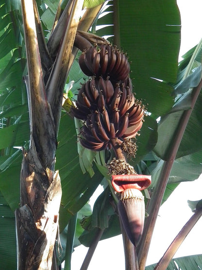 Red Banana fruit plants