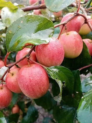 Miss India Apple Ber Fruit Plants For Home & Gardening