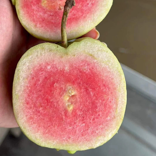 Red Diamond guava fruit plants