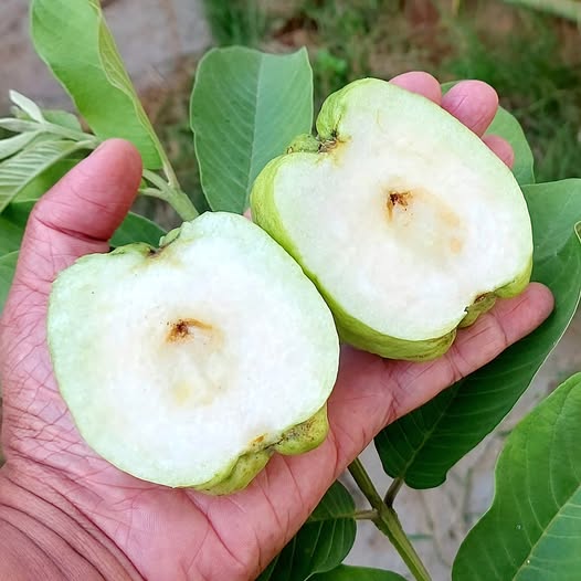 White diamond guava fruit plants