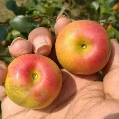 Boll Sundari Apple Ber Fruit Plants For Home & Gardening
