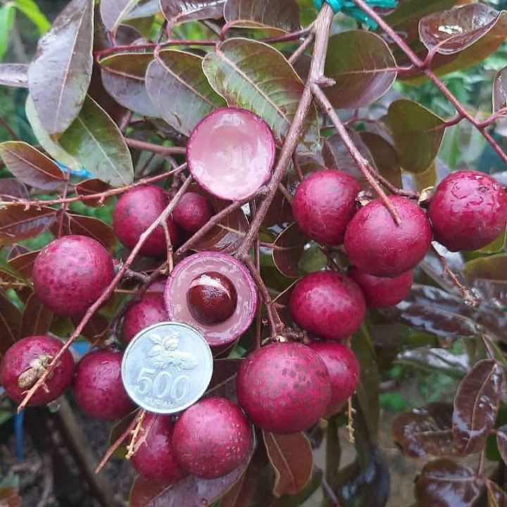 Ruby Longen Fruit Plants For Home & Gardening