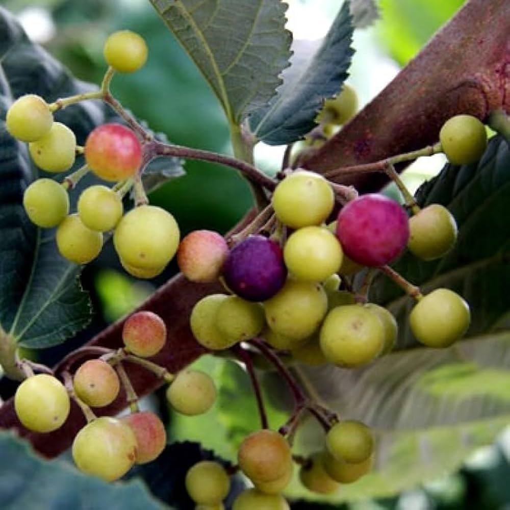 Falsa fruit plants