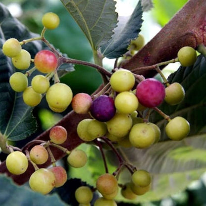 Falsa fruit plants