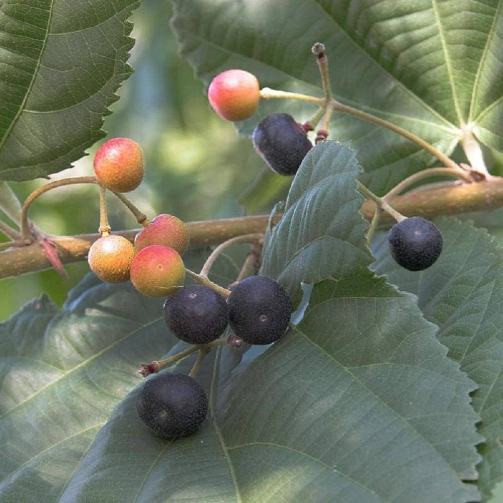 Falsa fruit plants