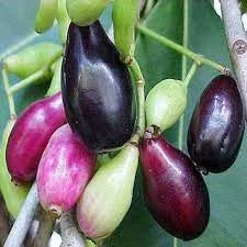 Thai King Jamun Fruit Plants For Home & Gardening