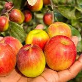 Miss India Apple Ber Fruit Plants For Home & Gardening
