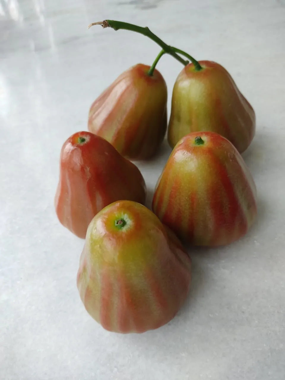 Bali Champa water apple fruit plants