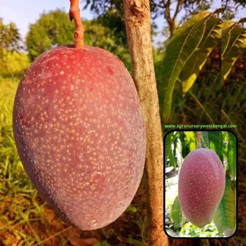 king of chakapat mango plant