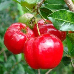 Barbados Cherry fruit plants