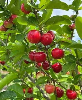 Barbados Cherry fruit plants