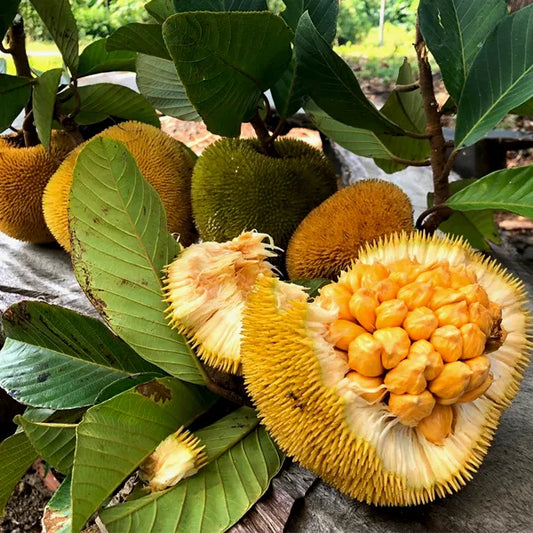 Keledang fruit plant