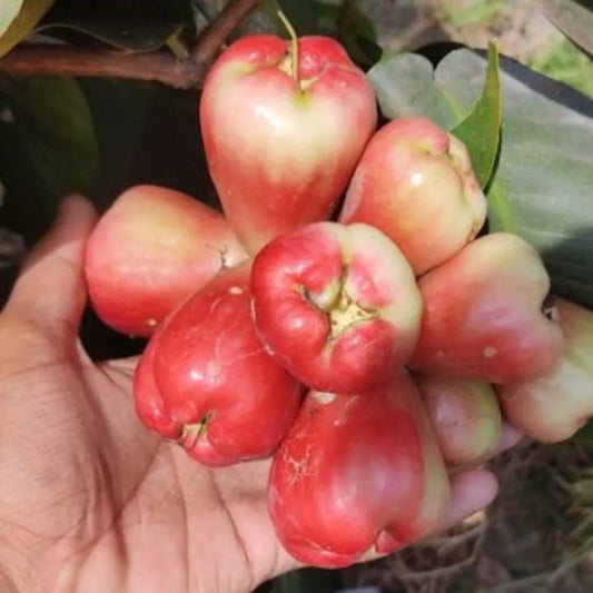 King Kong Red Water apple fruit plants