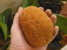 Keledang fruit plant