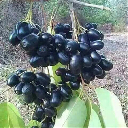 Black Jamun fruit plants