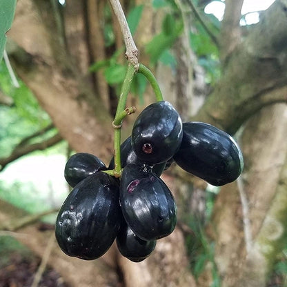 Black Jamun fruit plants