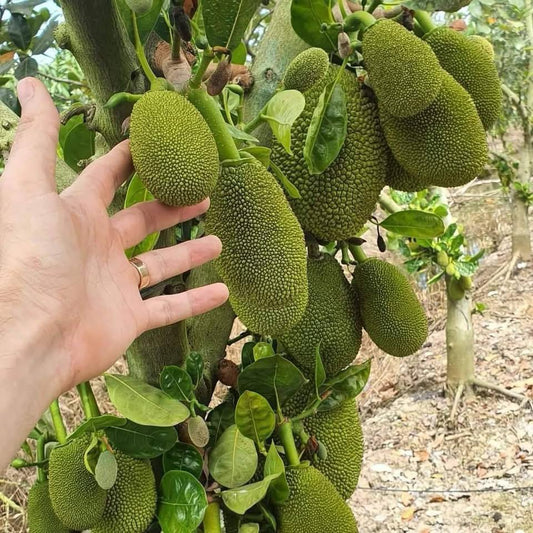 Vietnam super early jackfruit plants