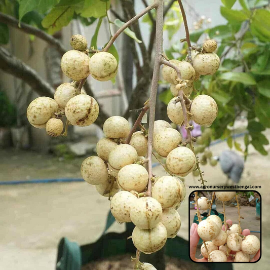 White longan fruit plants