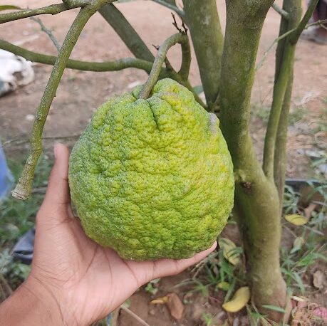 Vietnam Malta fruit plants