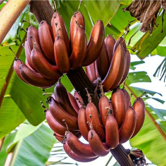 Red Banana fruit plants