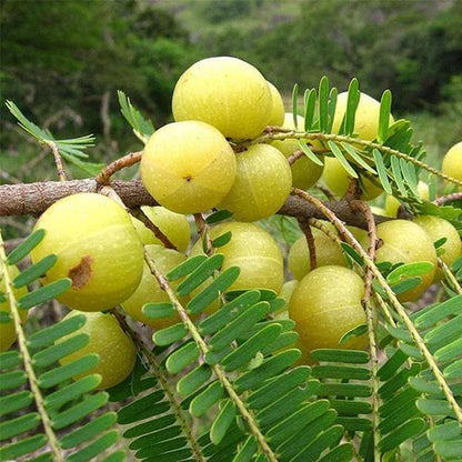 Green Amla Fruit Plants For Home & Gardening