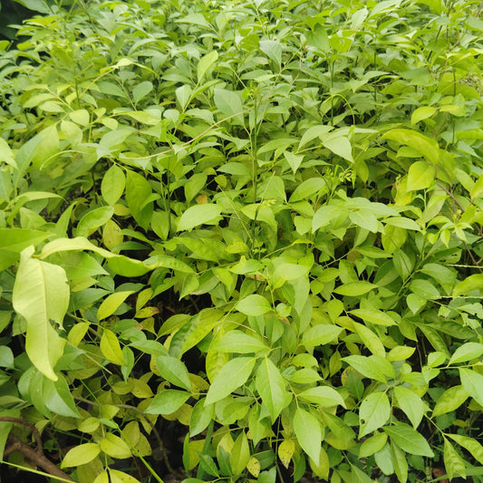 Pan Masala plants