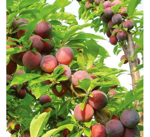 Aloo Bukhara Fruit Plants For Home & Gardening