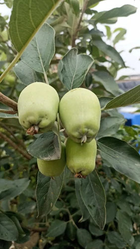 Apple Fruit Plants For Home & Gardening