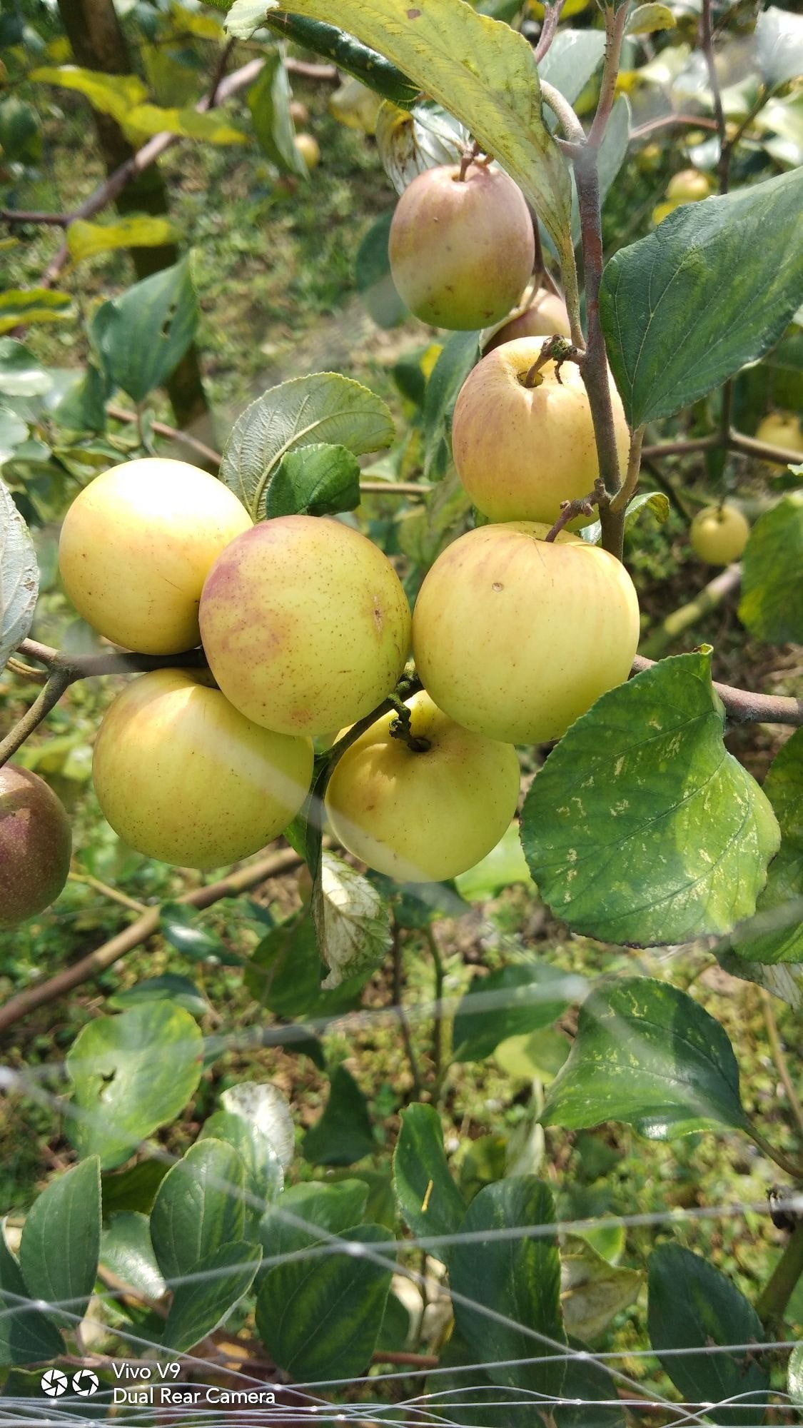 Boll Sundari Apple Ber Fruit Plants For Home & Gardening
