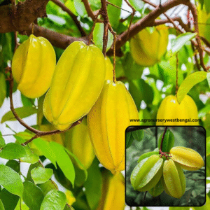 Sweet star fruits plants