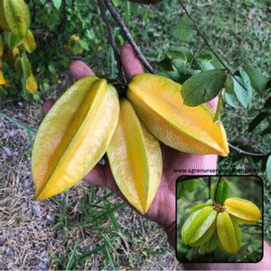 Sweet star fruits plants