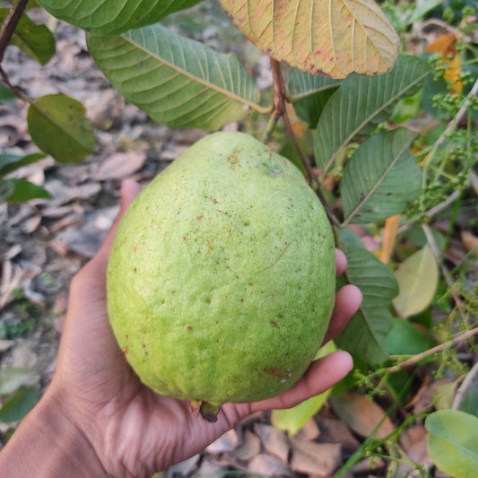 Thai 7 Guava Fruit Plants For Home & Gardening