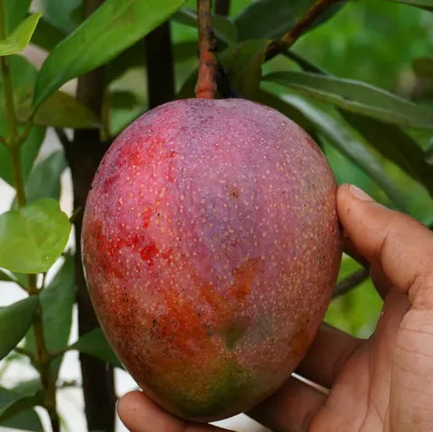 Tommy Atkins Mango Plants For Home & Gardening