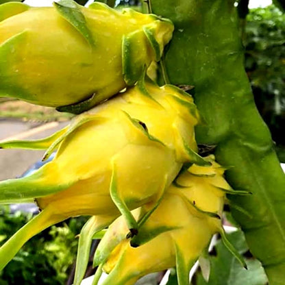 Yellow Dragon fruit plants