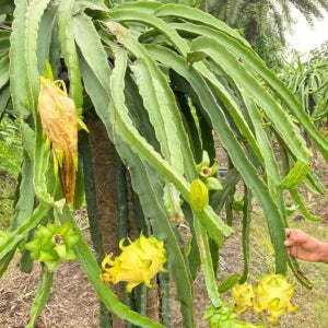 Yellow Dragon fruit plants