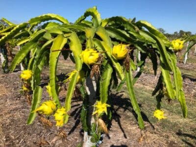 Yellow Dragon fruit plants